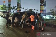 BPBD Bogor evakuasi mobil terbawa banjir bandang di Bojongkoneng