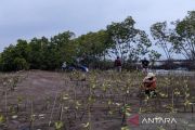 Pemkot Pekalongan merestorasi kawasan Mangrove Park cegah banjir dan rob
