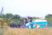 Padi organik PS-08 hasil persilangan unggul dikembangkan di Banten