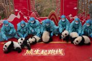 Tingkah menggemaskan 30 bayi panda raksasa rayakan Imlek di China