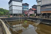 PT Bumi Andalas Permai dukung budidaya kepiting bakau di Desa Sungai Batang OKI