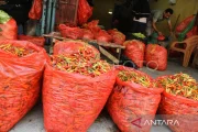 Harga cabai di Makassar naik tinggi jelang ramadan