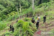 Polisi temukan tiga hektare ladang ganja di Empat Lawang