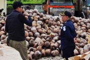 BKHIT: Kelapa bulat asal Natuna jadi komoditas primadona