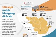 100 sapi untuk Meugang di Aceh