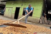 Dapat bantuan irigasi, petani kopi Aceh Tengah sebagian mulai berkebun
