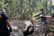 Kasus kematian gajah tanpa kepala, Polda Riau telah periksa 40 saksi