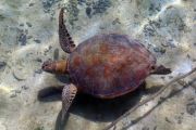 East Kalimantan boosts cross-sector turtle protection