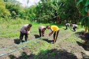 Polsek Sentani Timur tanam jagung wujud dukungan ketahanan pangan nasional