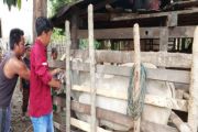 Pemkab-Parimo gencarkan vaksinasi ternak untuk kesehatan hewan