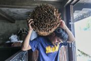 Usaha kulit kayu manis manis mulai pulih pascabencana