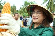 Pemkab Donggala panen 24 ton jagung dukung swasembada pangan