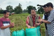 Bulog Lampung pastikan kelancaran penyerapan gabah petani saat Ramadhan