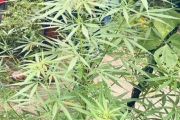 Polres Keerom amankan pemilik kebun ganja di Arso