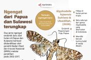Ngengat dari Papua dan Sulawesi terungkap