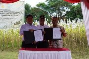 PTDI sulap lahan di Jatigede Sumedang jadi pusat sorgum