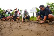 IMIP targetkan penanaman 150 Ribu Mangrove untuk serap emisi