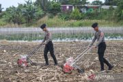 Penanaman jagung serentak kuartal I 2026 di Samarinda