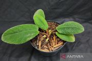 BRIN temukan spesies tanaman lidah kucing baru endemik Sumatera Utara