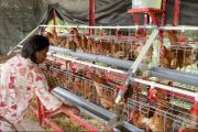 PT Pilar Wanapersada usung program budi daya ayam petelur bantu masyarakat