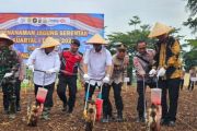 Wakili Ketua DPRD Lampung ikut tanam raya jagung di Pesawaran