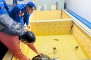Polairud NTT selamatkan Penyu Sisik yang lemas di perairan Labuan Bajo