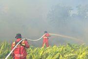Manggala Agni masih berjibaku padamkan karhutla di area kantong harimau di Pelalawan