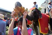Album Asia: Menengok perayaan Hari Gajah Nasional Thailand di Pattaya