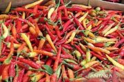 Harga cabai rawit di Jayapura tembus Rp170 ribu per kg jelang Lebaran
