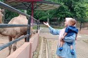 Semarang Zoo target 60 ribu wisatawan selama libur Lebaran