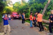 BPBD OKU evakuasi pohon tumbang tutup ruas Jalinsum Lengkiti
