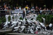 Pengunjung padati Taman Margasatwa Ragunan sejak pagi hari