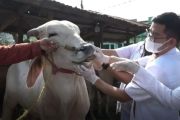Pemprov-Sulteng imbau peternak awasi PMK jelang Idul Adha