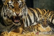Anak harimau Benggala mati di Bandung Zoo
