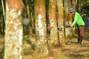 Harga getah karet di Sumsel Naik
