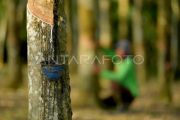 Harga getah karet di Sumsel Naik