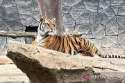 DPRD panggil BKSDA-Dishub imbas kematian dua harimau di Bandung Zoo