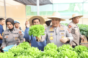 Polda Kepri panen perdana sayur hidroponik untuk penuhi kebutuhan MBG