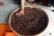 Kalsel perkuat pengembangan kopi lokal melalui Bangkodin
