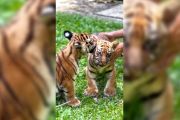 Anak harimau benggala Huru susul kematian Hara di Bandung Zoo