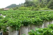 Produksi stroberi di Balingka Agam kembali bergeliat usai bencana