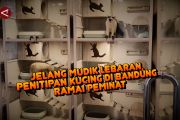 Jelang mudik Lebaran, penitipan kucing di Bandung ramai peminat
