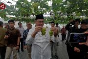 Panen perdana anggur IPB dukung penguatan hortikultura nasional