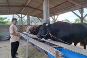 Disnakkeswan Lampung imbau feedloter lakukan ring vaksinasi untuk cegah PMK