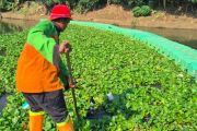 Penanganan eceng gondok di Waduk Pluit segera rampung