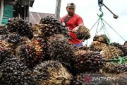 Peneliti sebut tantangan "traceability" di industri sawit nasional