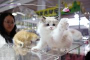 China luncurkan layanan transportasi hewan peliharaan di kereta cepat