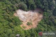 Bappenas sebut Sumbar kehilangan 6,6 ribu hektare kawasan hutan