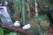 BKSDA Bali lepasliarkan 12 Burung Jalak Bali ke habitat alami