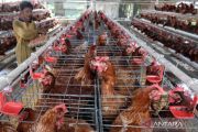 BGN instruksikan SPPG Jatim optimalkan menu telur guna stabilkan harga